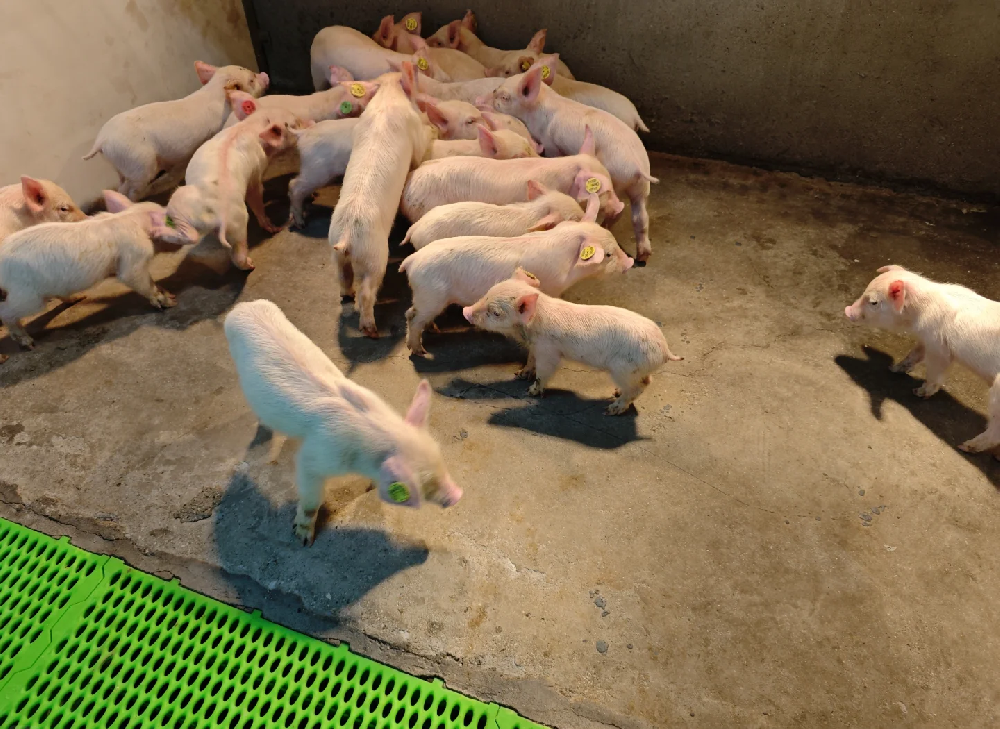 顆粒含粉率高怎么解決